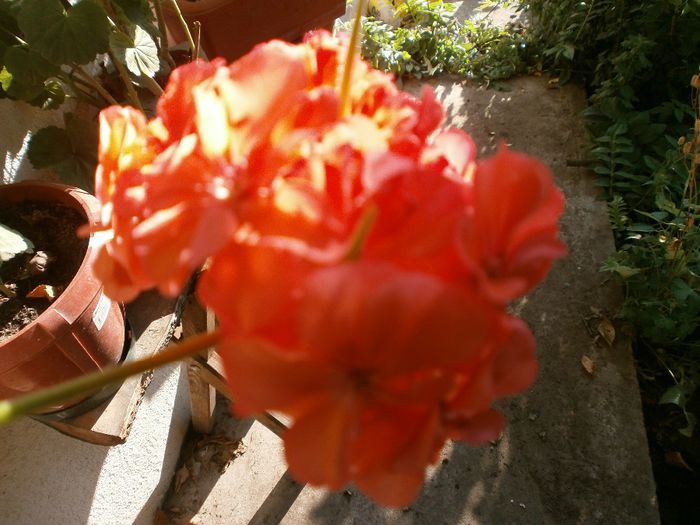 P7250085