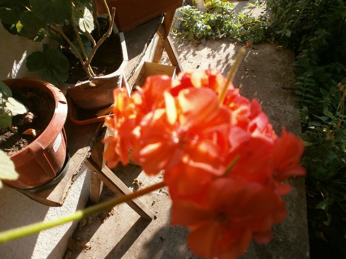 P7250086