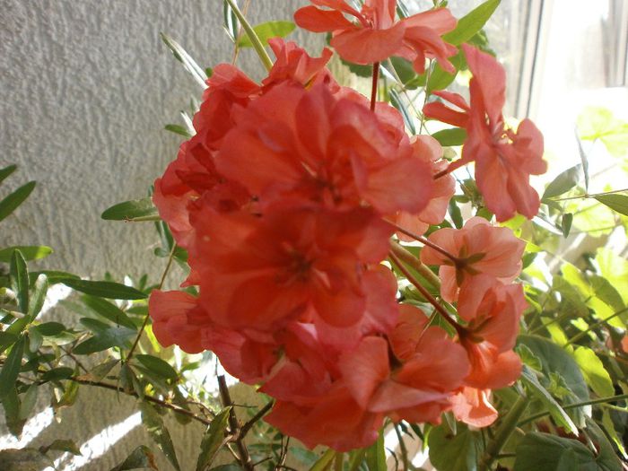 P7250087