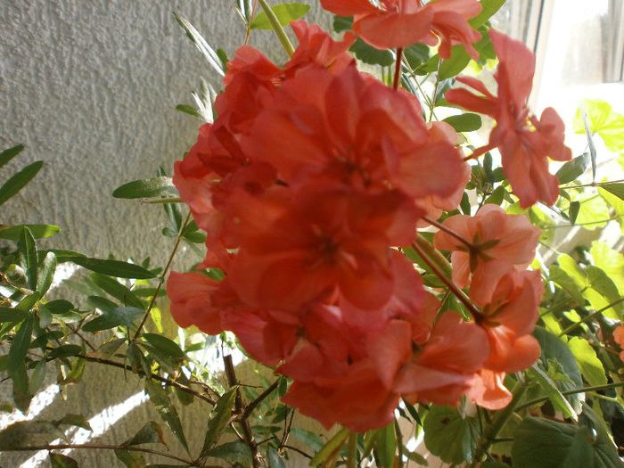 P7250088