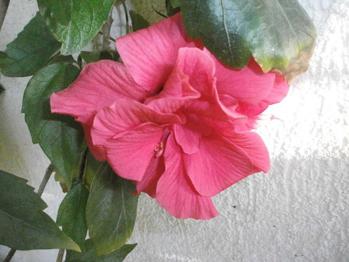 P7250089