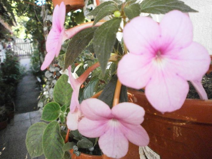 P7250090