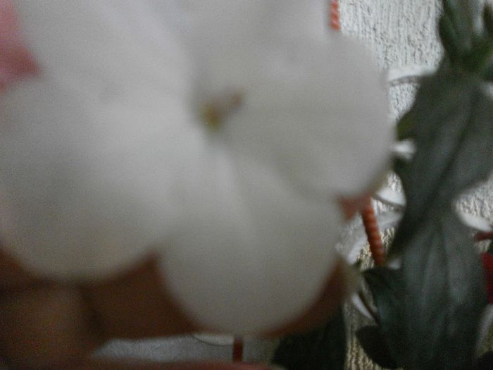 P7250092