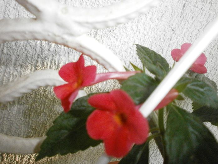 P7250093