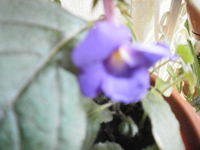 P7250094