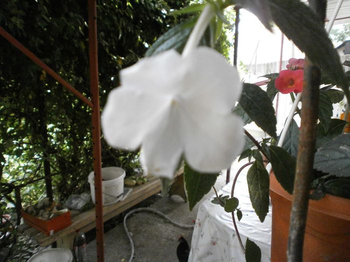 P7260098