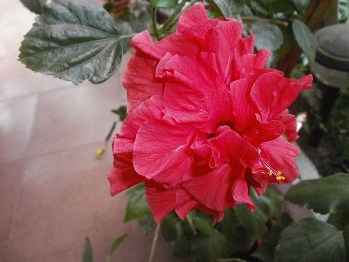 P7260109