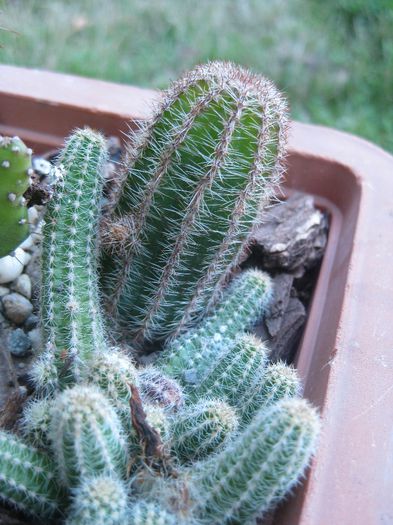 August 2012 - Echinopsis temptress