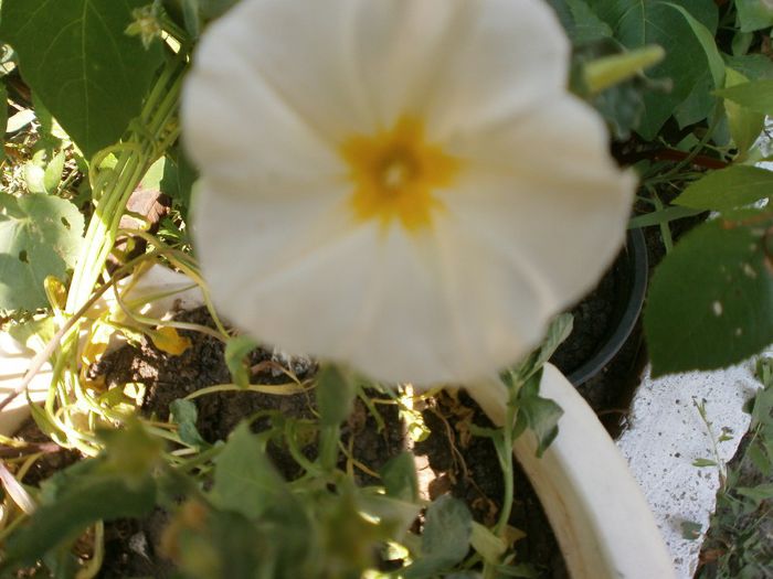 P7260124