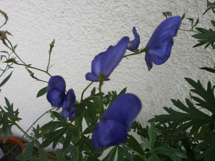 P7260126