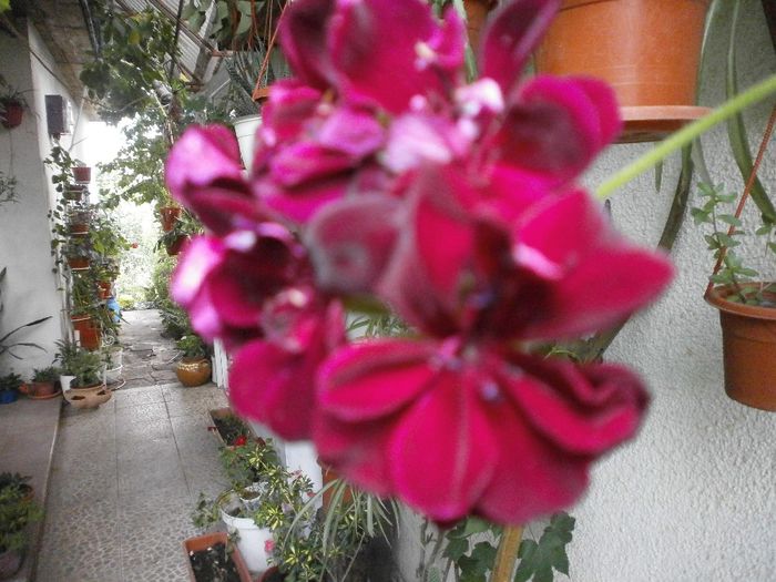 P7260129