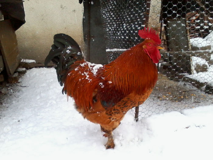 Cocos - Gaini si Cocosi Comuni