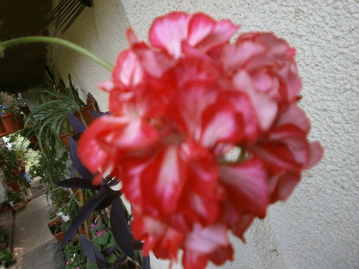 P7260131