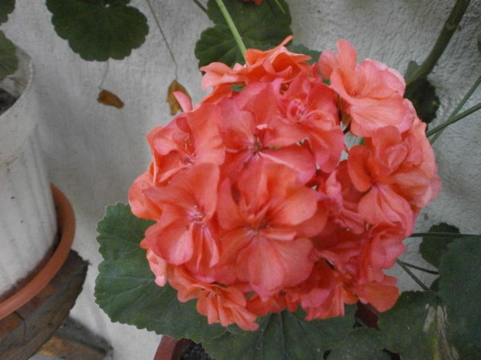 P7260135
