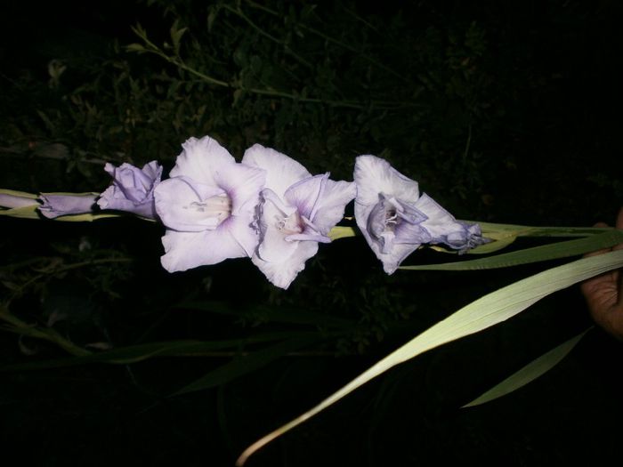 P8040190