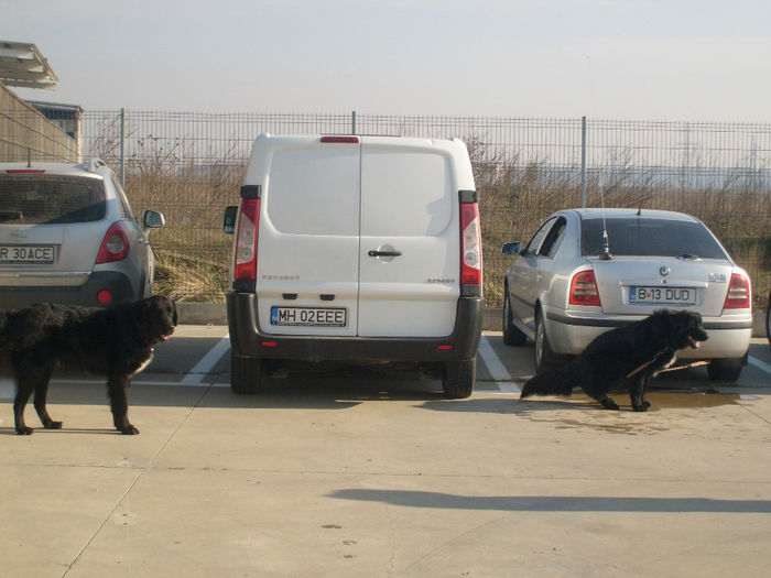 masculii - Prezentare Ciobanesti Corbi