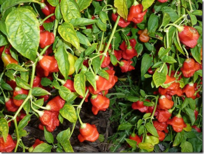 Ardei iute Christmas Bell