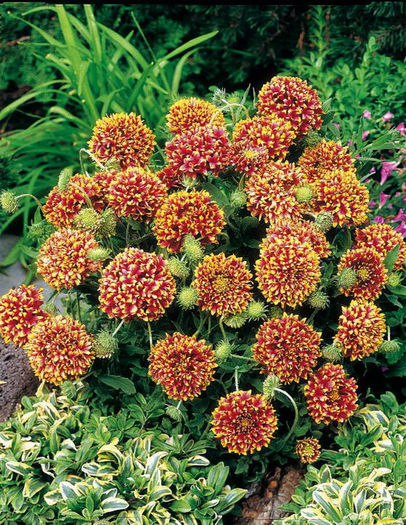 Gaillardia pulchella Sundance Bicolor