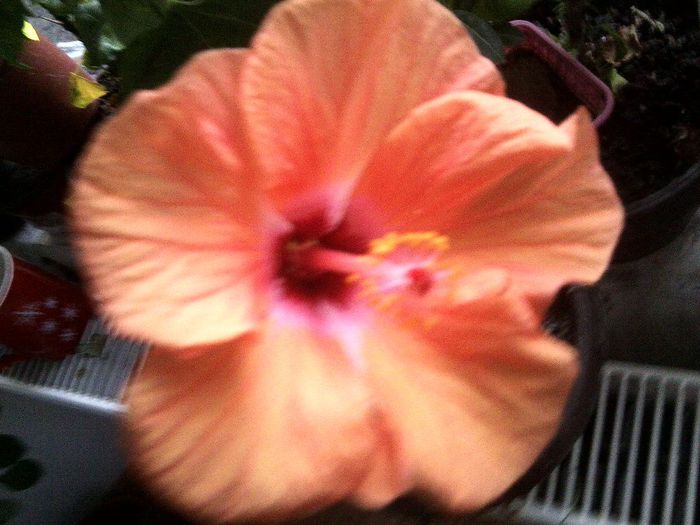 Fotografie9736 - hibiscusi 2013-5