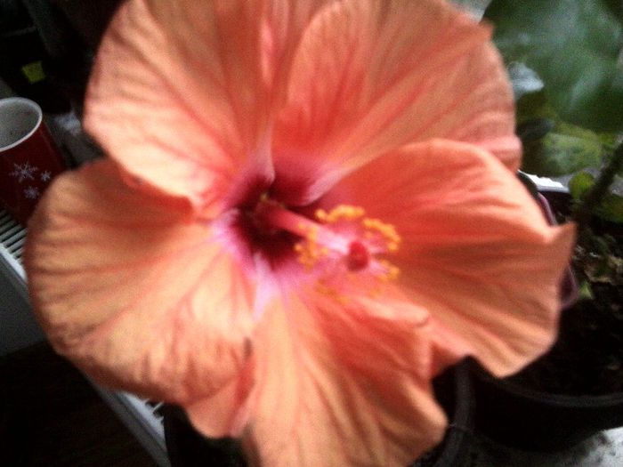 Fotografie9737 - hibiscusi 2013-5