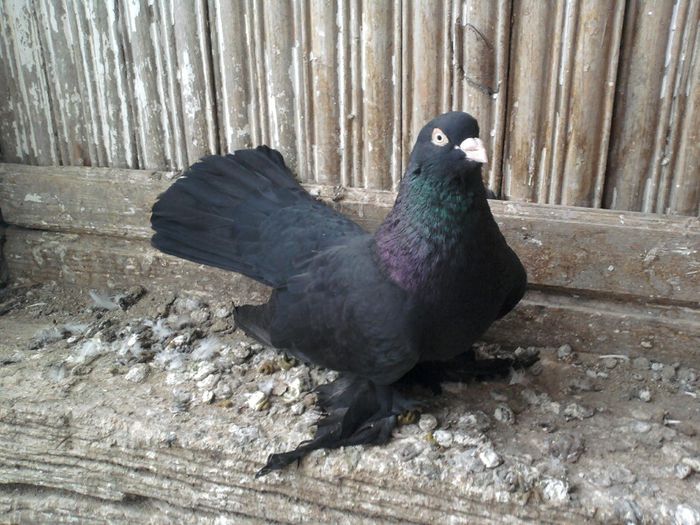 mascul 09 -campion national 09(dec)