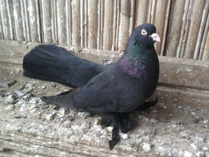 mascul 09 -campion national 2011 Galati(dec)