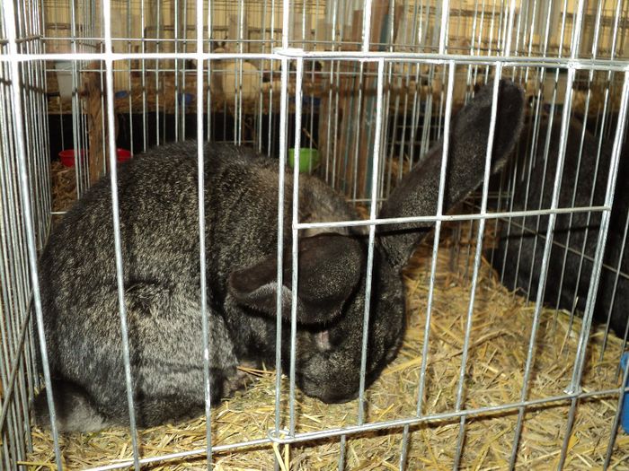 DSC02999 - 7 - d  EXPO NATIONALA BUCURESTI 13-15 DECEMBRIE 2013