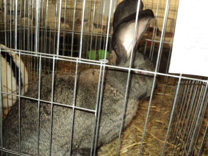 DSC03001 - 7 - d  EXPO NATIONALA BUCURESTI 13-15 DECEMBRIE 2013