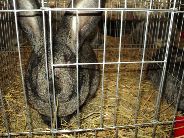 DSC03002 - 7 - d  EXPO NATIONALA BUCURESTI 13-15 DECEMBRIE 2013