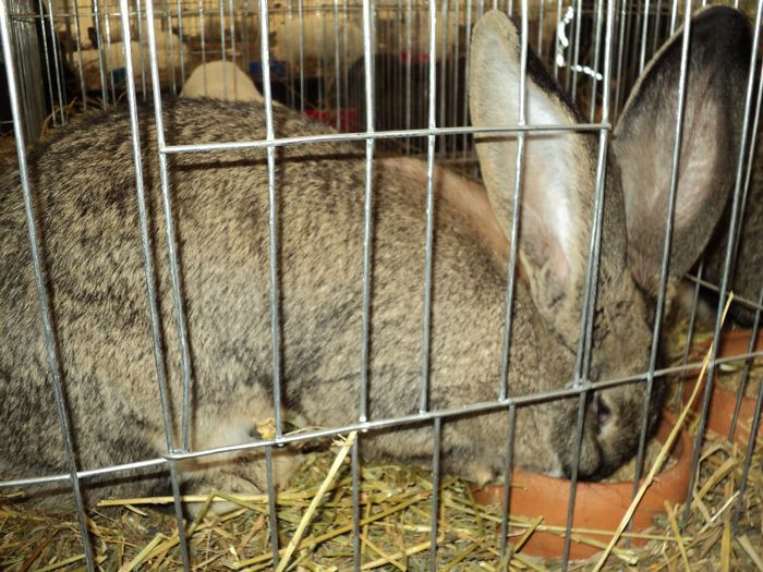 DSC03003 - 7 - d  EXPO NATIONALA BUCURESTI 13-15 DECEMBRIE 2013