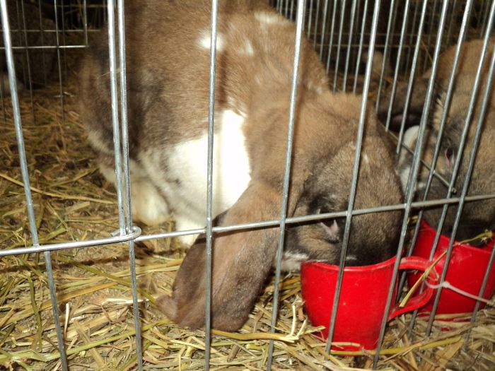 DSC03005 - 7 - d  EXPO NATIONALA BUCURESTI 13-15 DECEMBRIE 2013