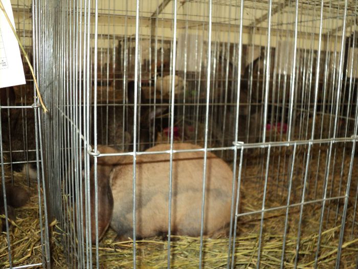 DSC03007 - 7 - d  EXPO NATIONALA BUCURESTI 13-15 DECEMBRIE 2013