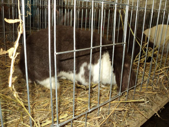 DSC03008 - 7 - d  EXPO NATIONALA BUCURESTI 13-15 DECEMBRIE 2013