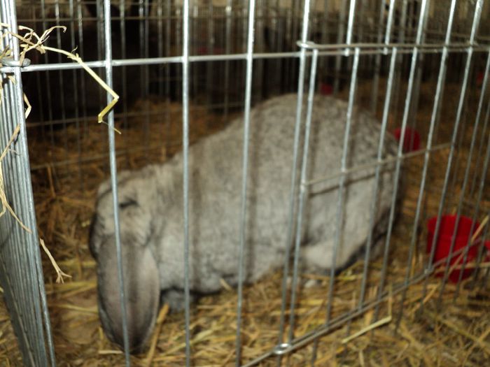 DSC03010 - 7 - d  EXPO NATIONALA BUCURESTI 13-15 DECEMBRIE 2013