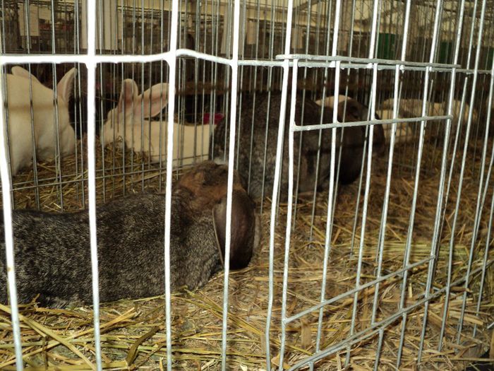 DSC03012 - 7 - d  EXPO NATIONALA BUCURESTI 13-15 DECEMBRIE 2013