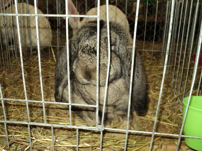 DSC03013 - 7 - d  EXPO NATIONALA BUCURESTI 13-15 DECEMBRIE 2013