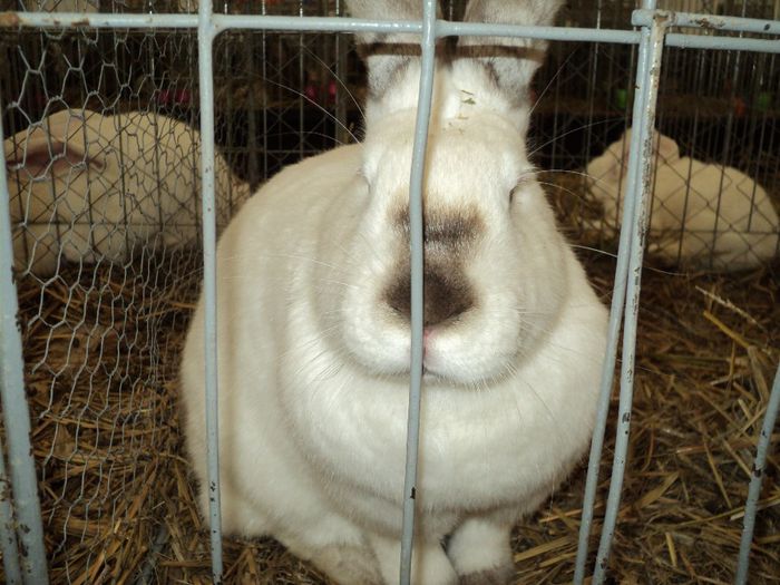 DSC03015 - 7 - d  EXPO NATIONALA BUCURESTI 13-15 DECEMBRIE 2013