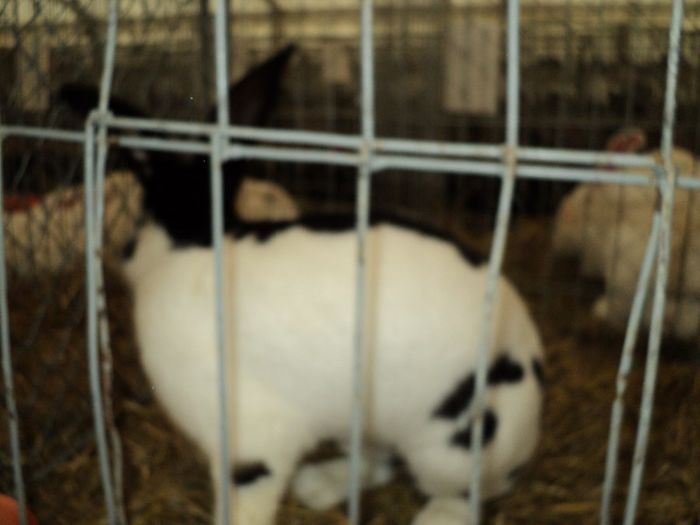 DSC03017 - 7 - d  EXPO NATIONALA BUCURESTI 13-15 DECEMBRIE 2013