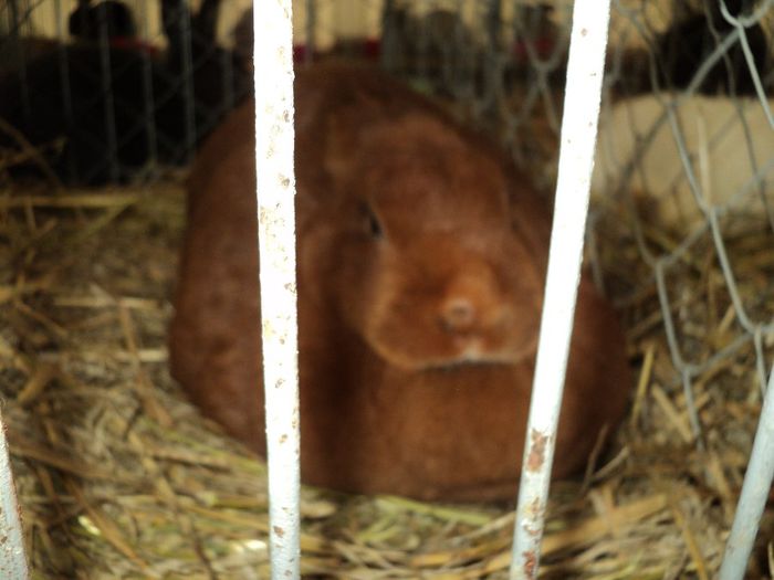 DSC03018 - 7 - d  EXPO NATIONALA BUCURESTI 13-15 DECEMBRIE 2013