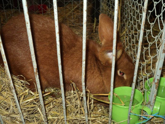 DSC03019 - 7 - d  EXPO NATIONALA BUCURESTI 13-15 DECEMBRIE 2013