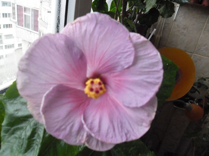 Winther Light - Hibiscus 2013-3
