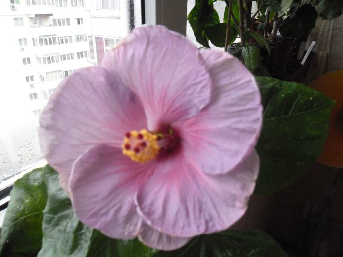 Winther Light - Hibiscus 2013-3