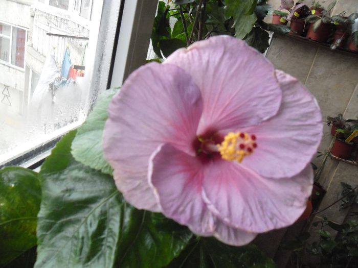 Winther Light - Hibiscus 2013-3