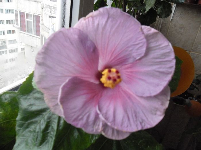 Winther Light - Hibiscus 2013-3