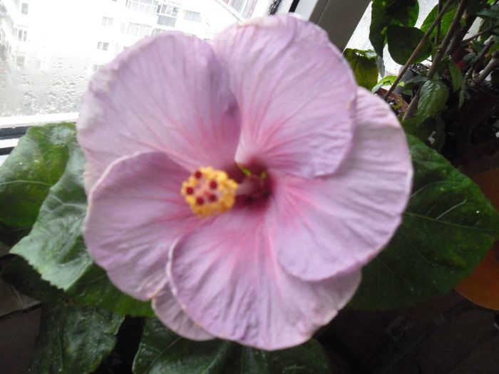 Winther Light - Hibiscus 2013-3