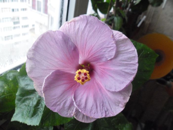 Winther Light - Hibiscus 2013-3