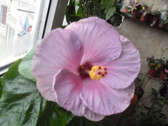 Winther Light - Hibiscus 2013-3