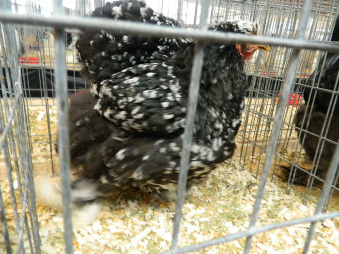 Picture 026 - Expozitia Nationala editia a-5-a 2013 Bucuresti