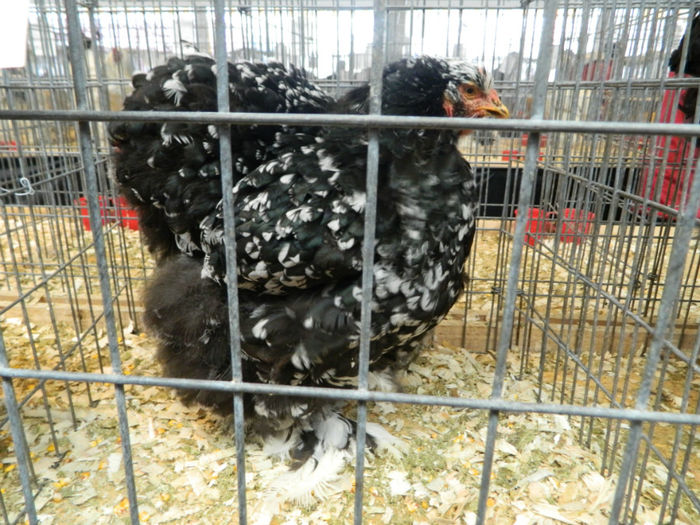 Picture 027 - Expozitia Nationala editia a-5-a 2013 Bucuresti