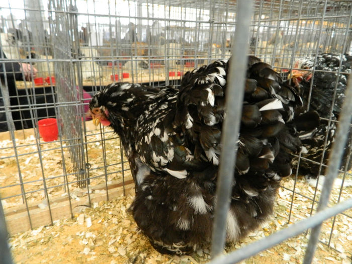 Picture 029 - Expozitia Nationala editia a-5-a 2013 Bucuresti